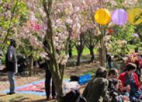 Brogdale Collections: Hanami Experience and Festival
