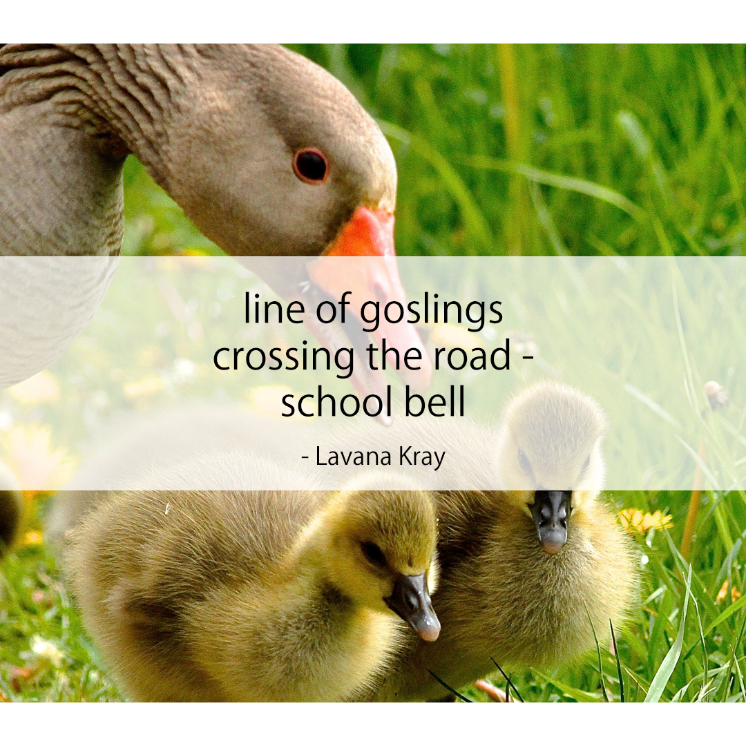 line of goslings / crossing the road - / school bell