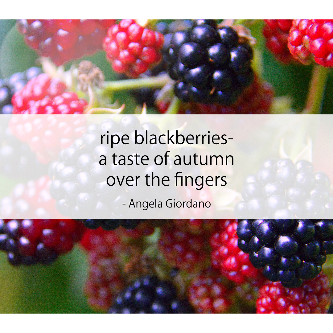 ripe blackberries- / a taste of autumn / over the fingers