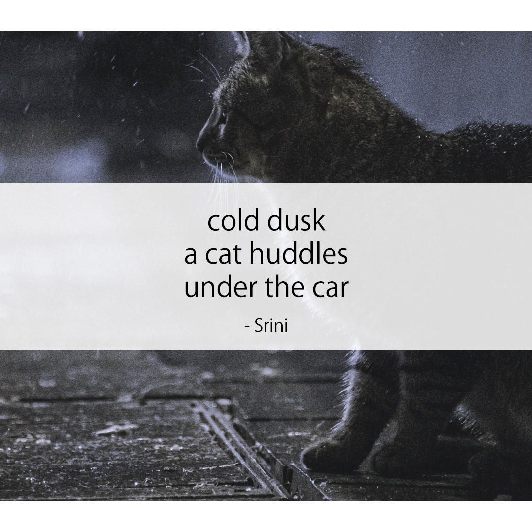 cold dusk / a cat huddles / under the car
