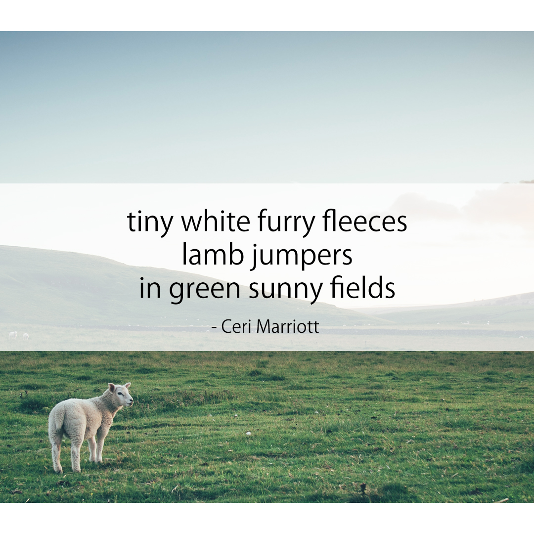 tiny white furry fleeces / lamb jumpers / in green sunny fields