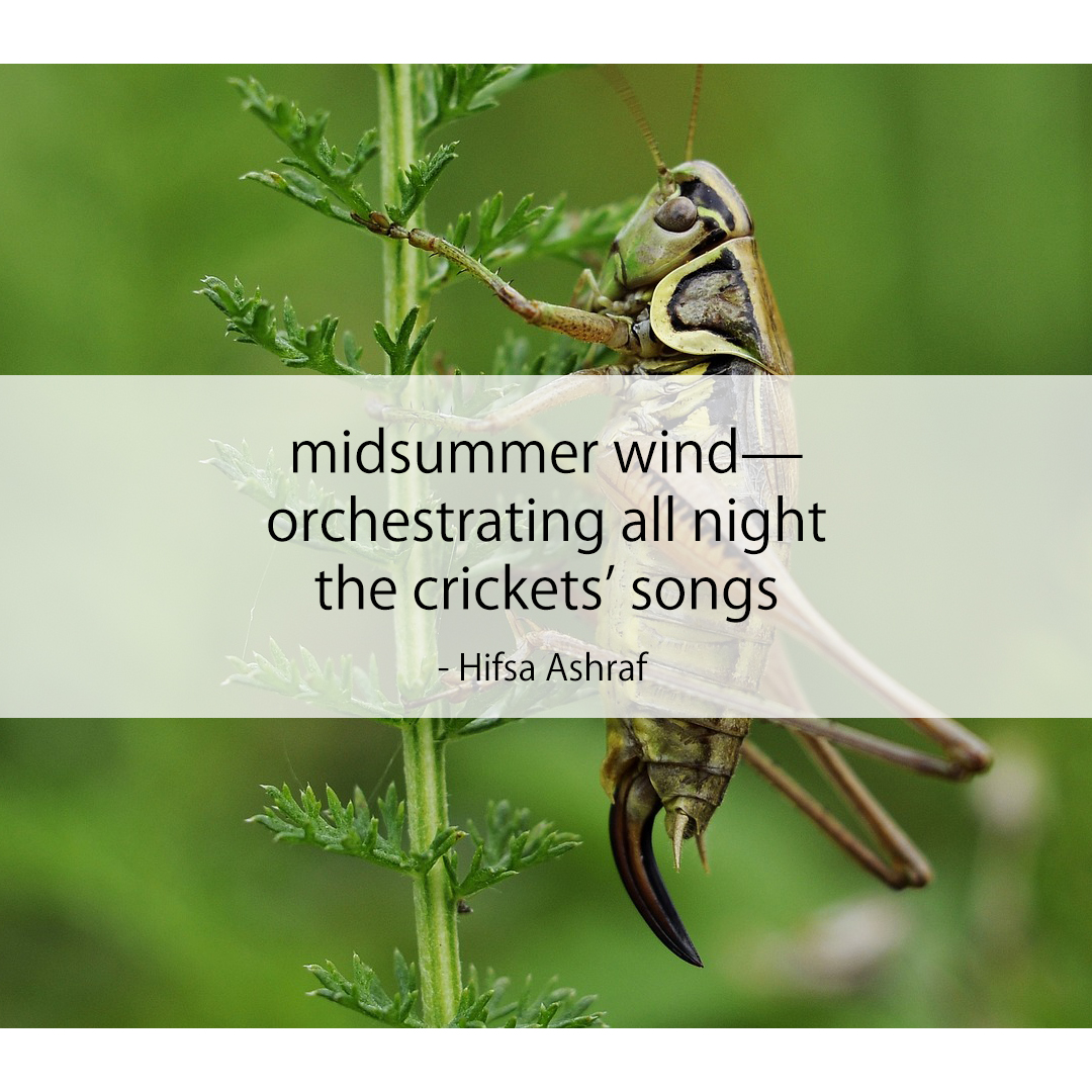 midsummer wind—  / orchestrating all night / the crickets’ songs  