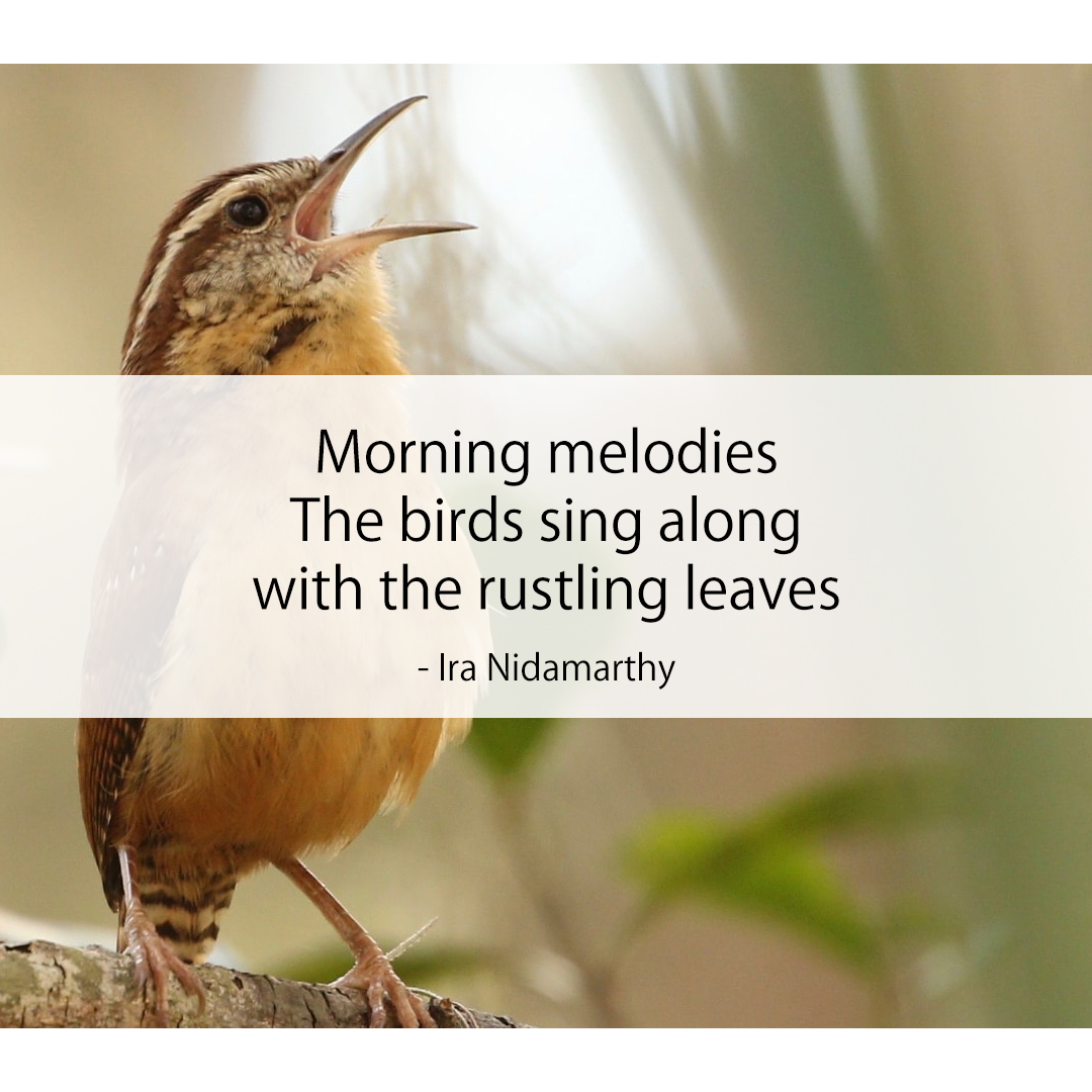 Morning melodies /  The birds sing along / with the rustling leaves