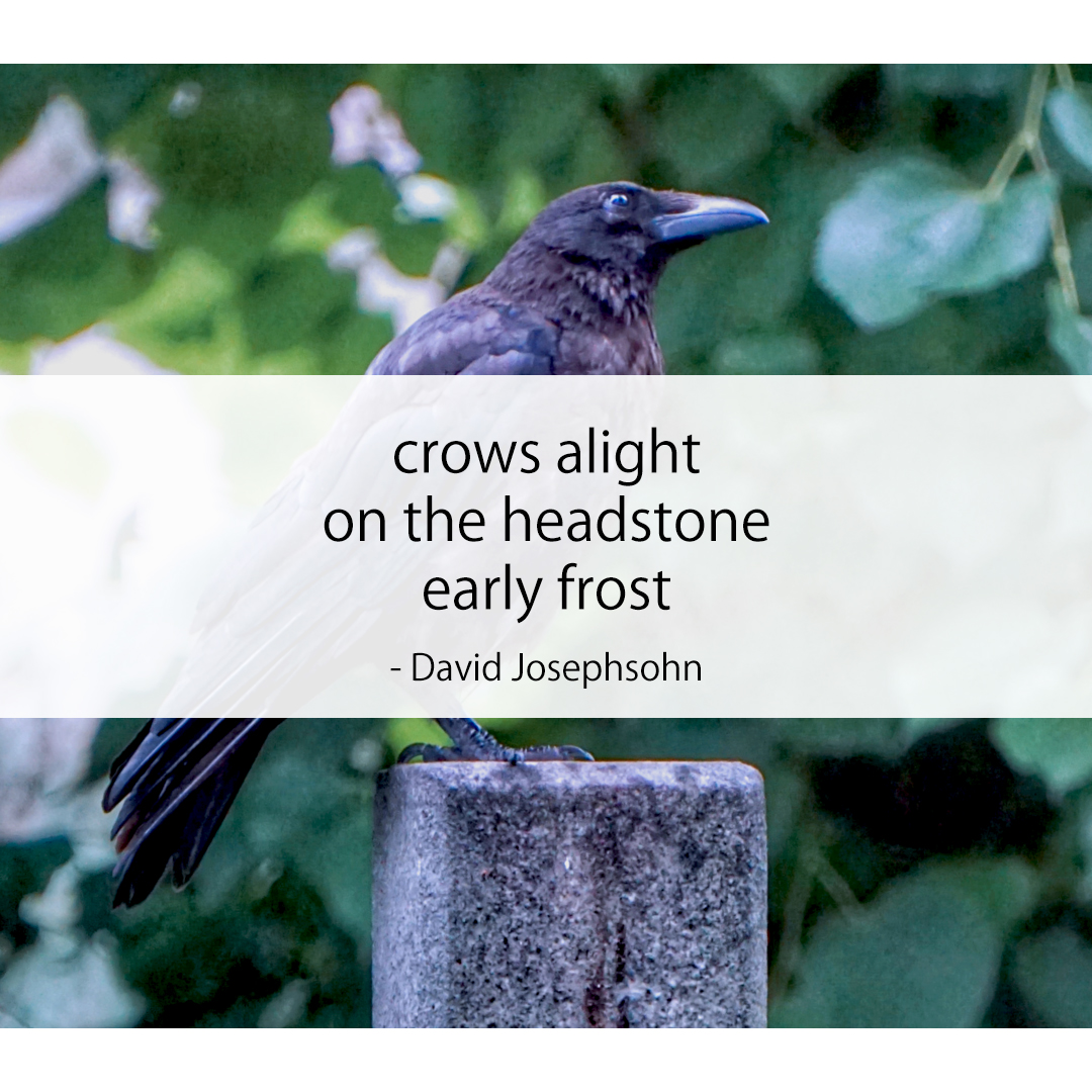 crows alight / on the headstone / early frost