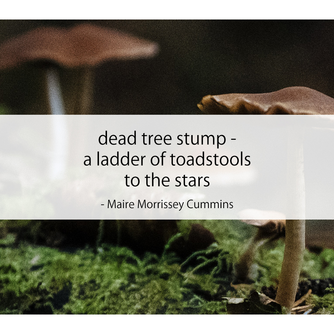 dead tree stump - / a ladder of toadstools / to the stars