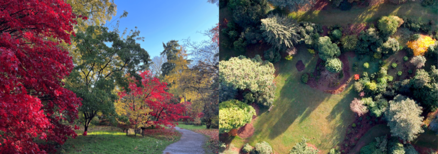 Autumn at Harcourt Arboretum: Japanese Collections and Beyond
