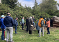 Japanese Collections at Harcourt Arboretum - Photos