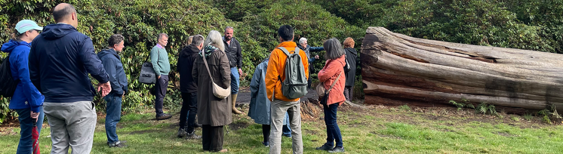 Japanese Collections at Harcourt Arboretum - Photos