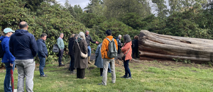 Japanese Collections at Harcourt Arboretum - Photos