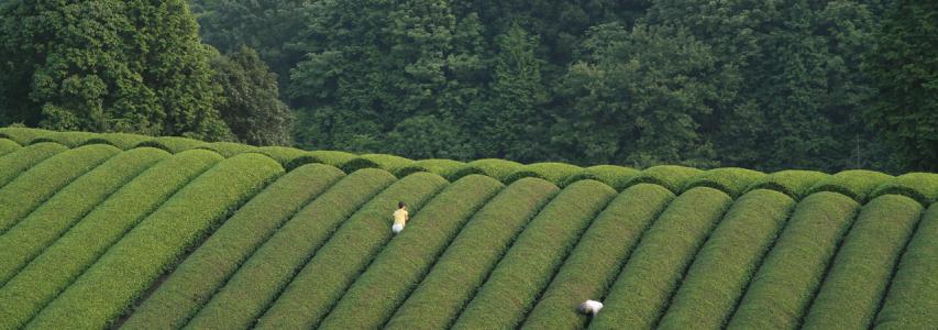 ONLINE EVENT - Japan Society Film Club: The Mourning Forest directed by Naomi Kawase