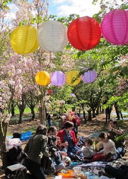 Brogdale Collections: Hanami Experience and Festival