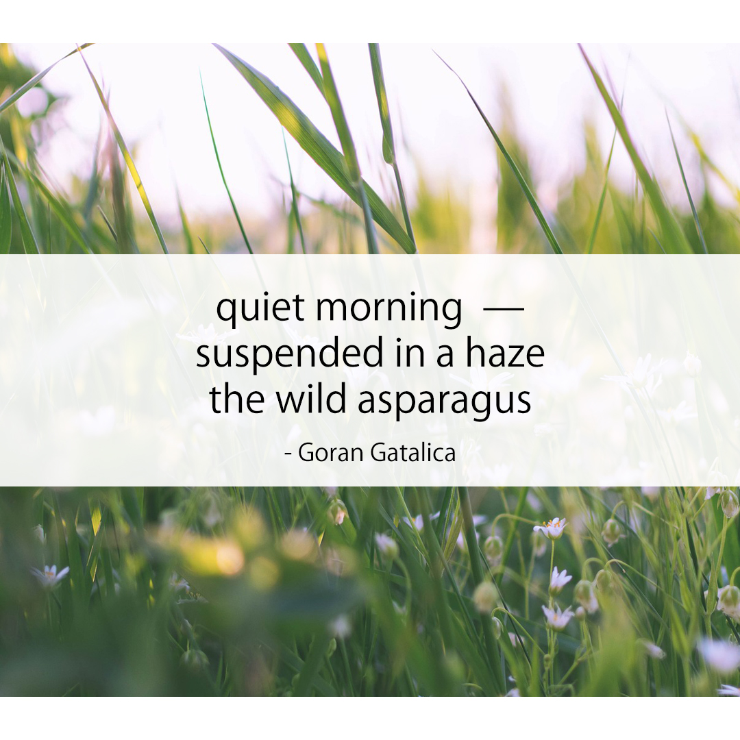 quiet morning  — / suspended in a haze / the wild asparagus