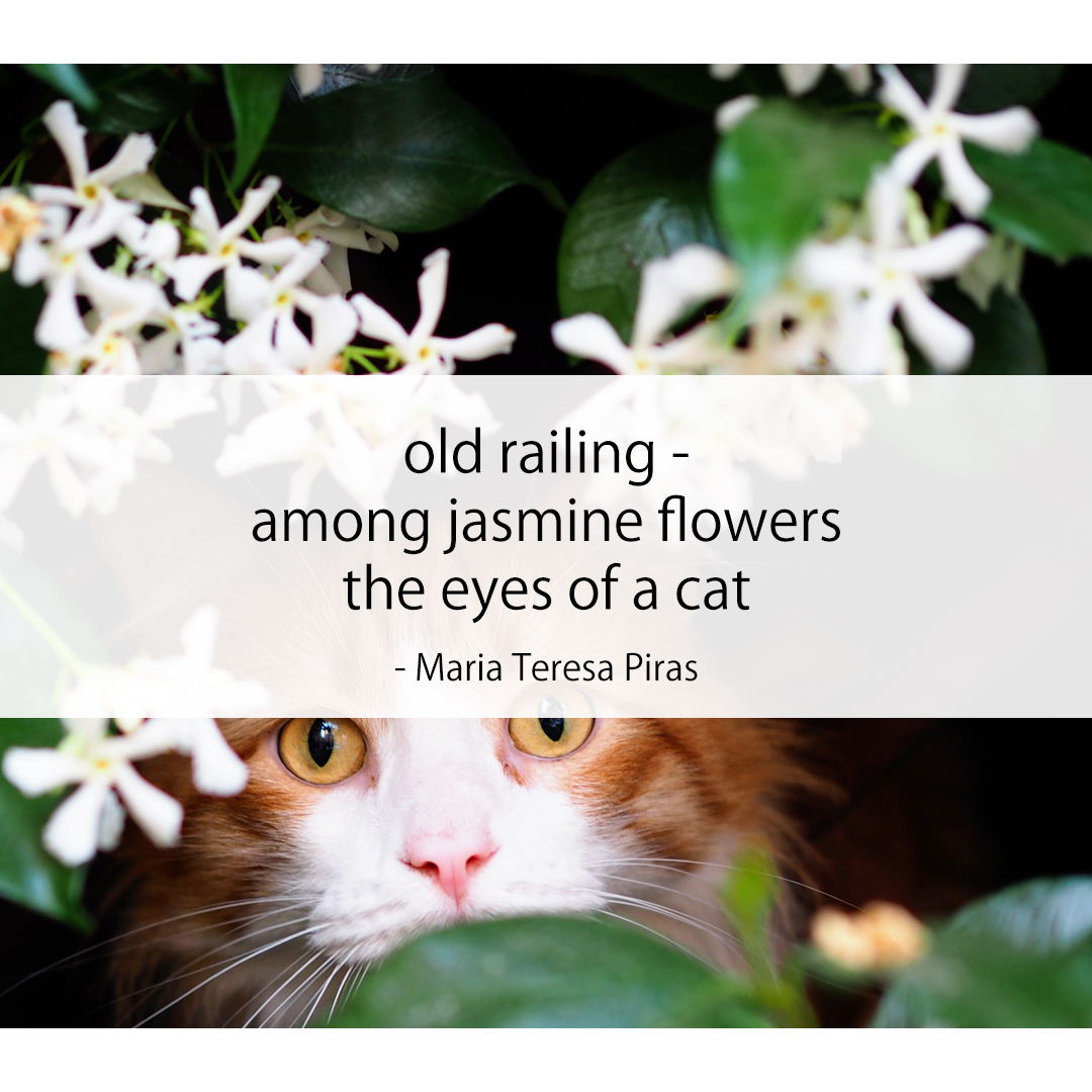 old railing - / among jasmine flowers / the eyes of a cat