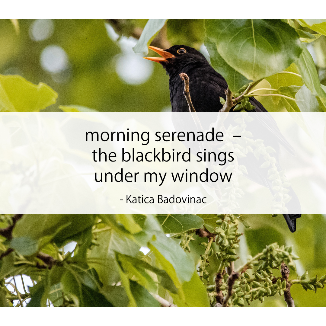 morning serenade  – / the blackbird sings / under my window