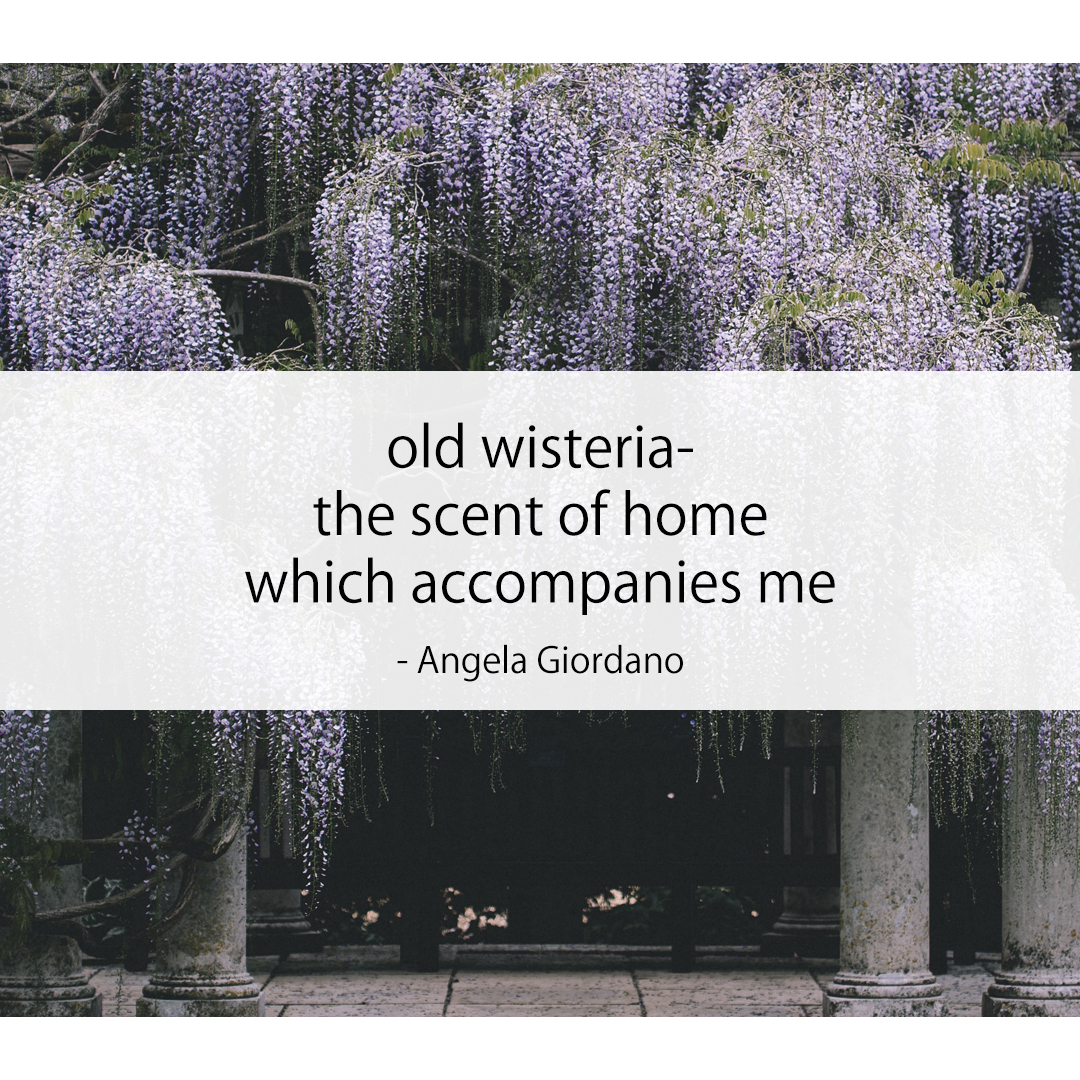 old wisteria- / the scent of home / which accompanies me