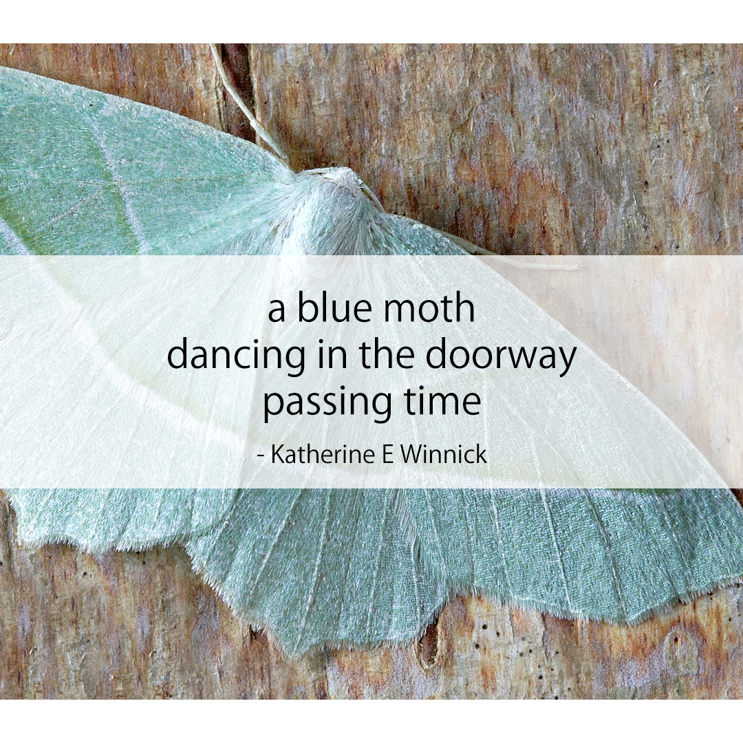 a blue moth / dancing in the doorway / passing time