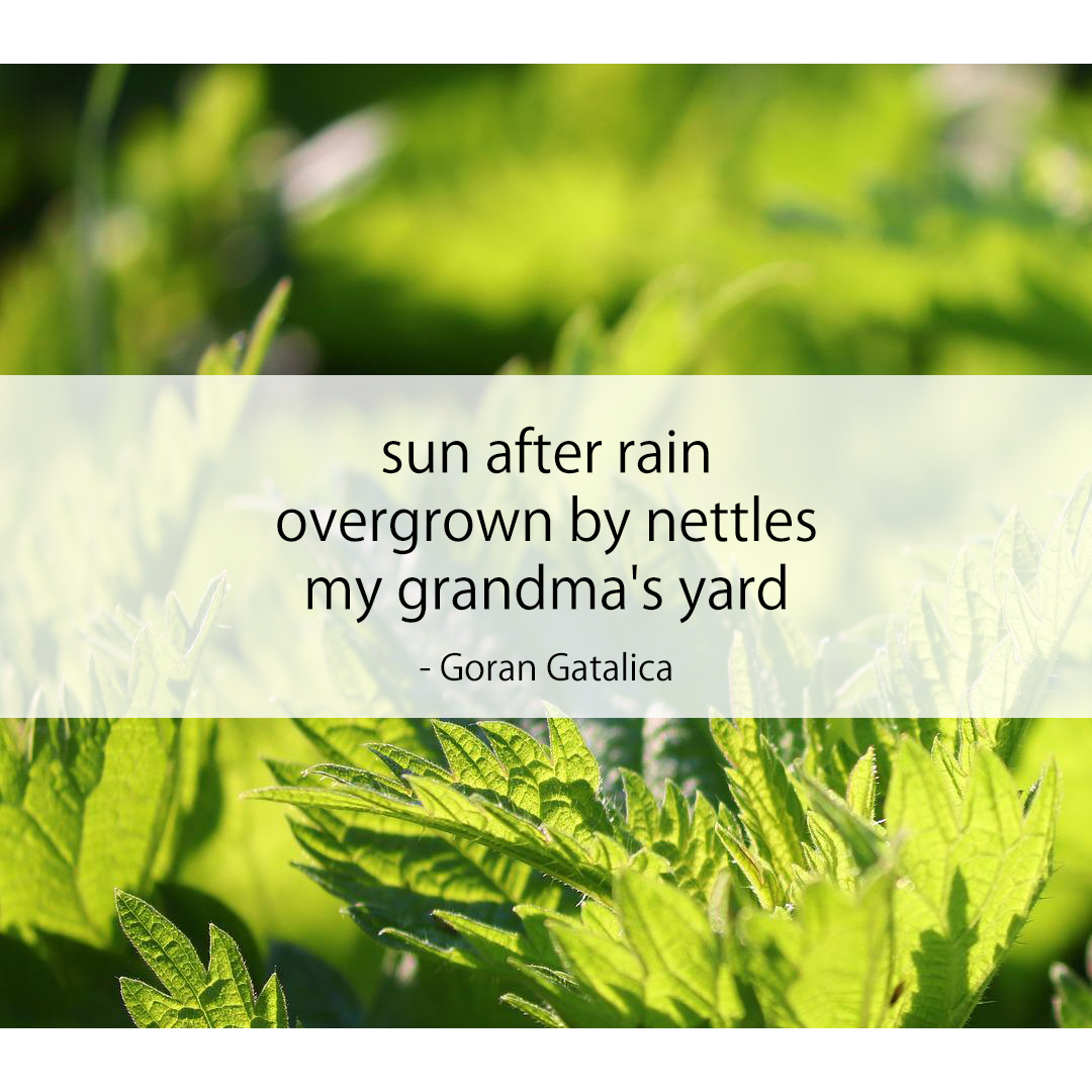 sun after rain / overgrown by nettles / my grandma's yard
