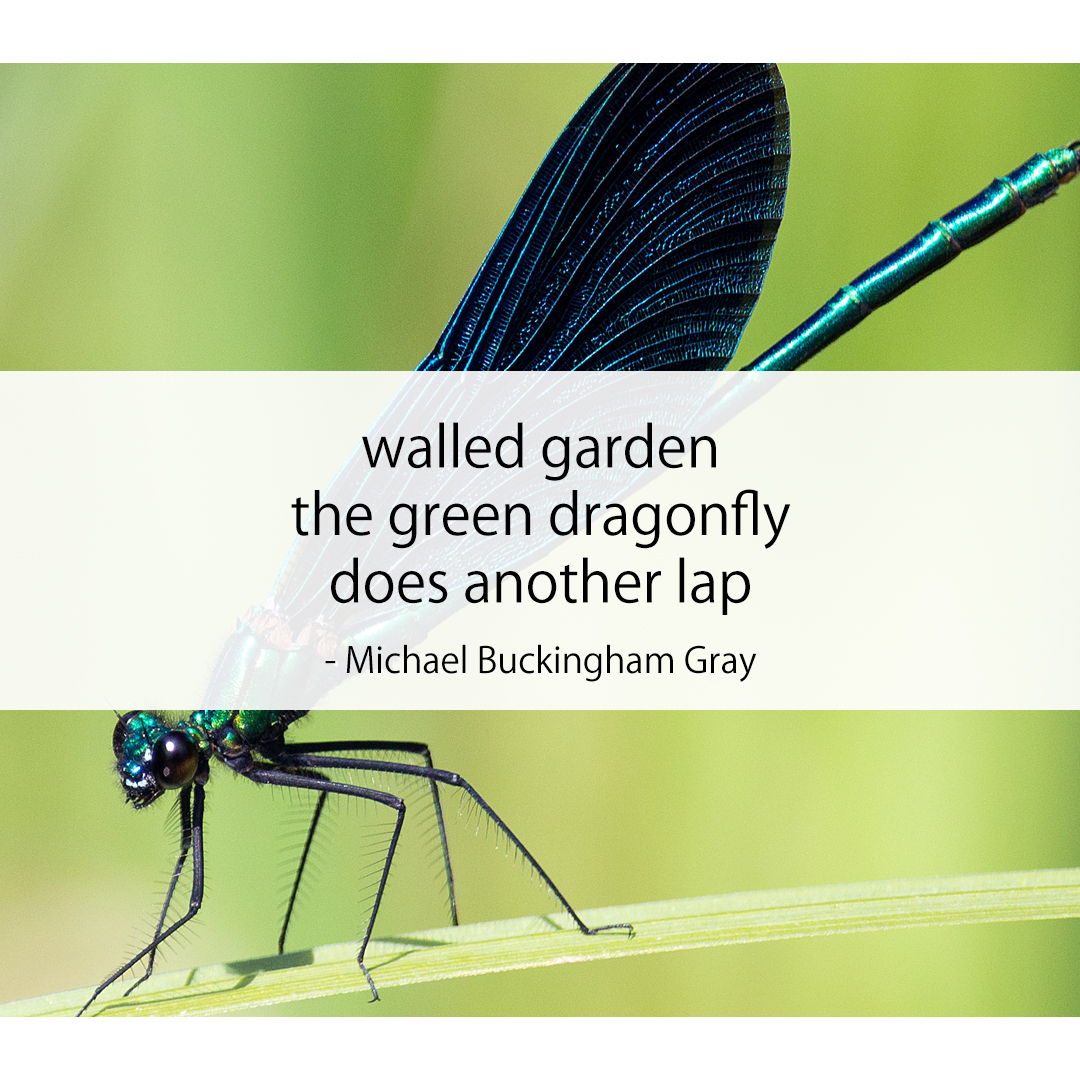 walled garden / the green dragonfly / does another lap