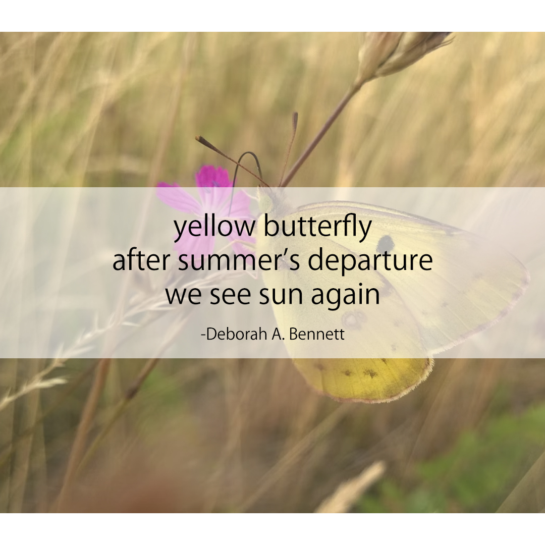 yellow butterfly / after summer's departure / we see sun again
