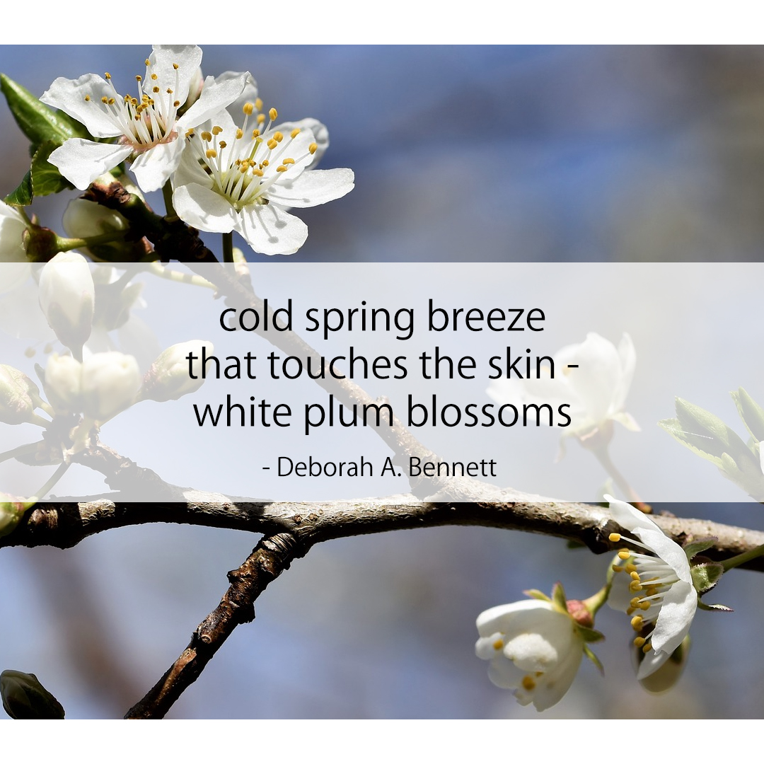cold spring breeze / that touches the skin - / white plum blossoms