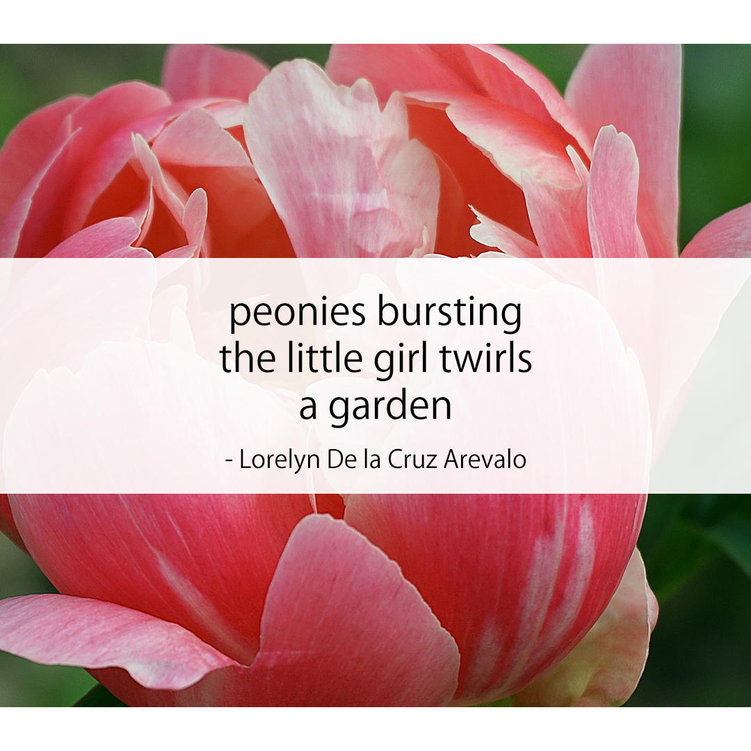 peonies bursting / the little girl twirls / a garden