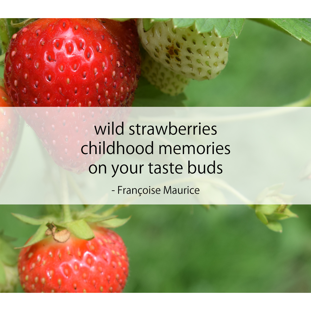 wild strawberries / childhood memories / on your taste buds