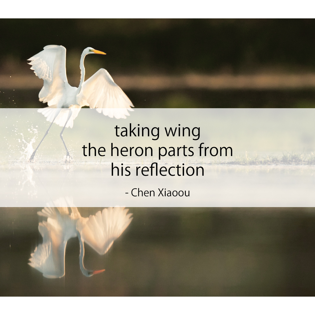 taking wing / the heron parts from / his reflection  