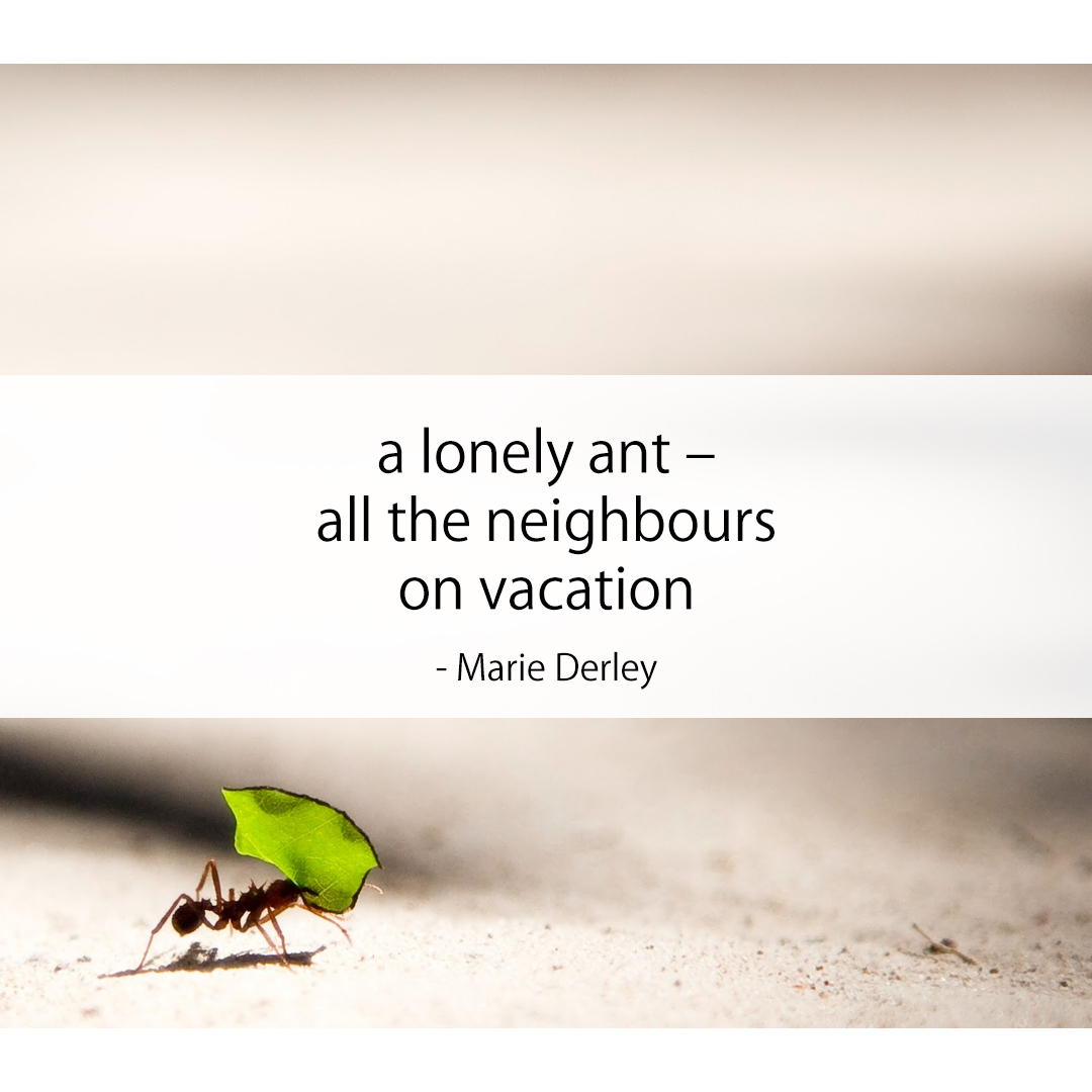a lonely ant – / all the neighbours / on vacation 