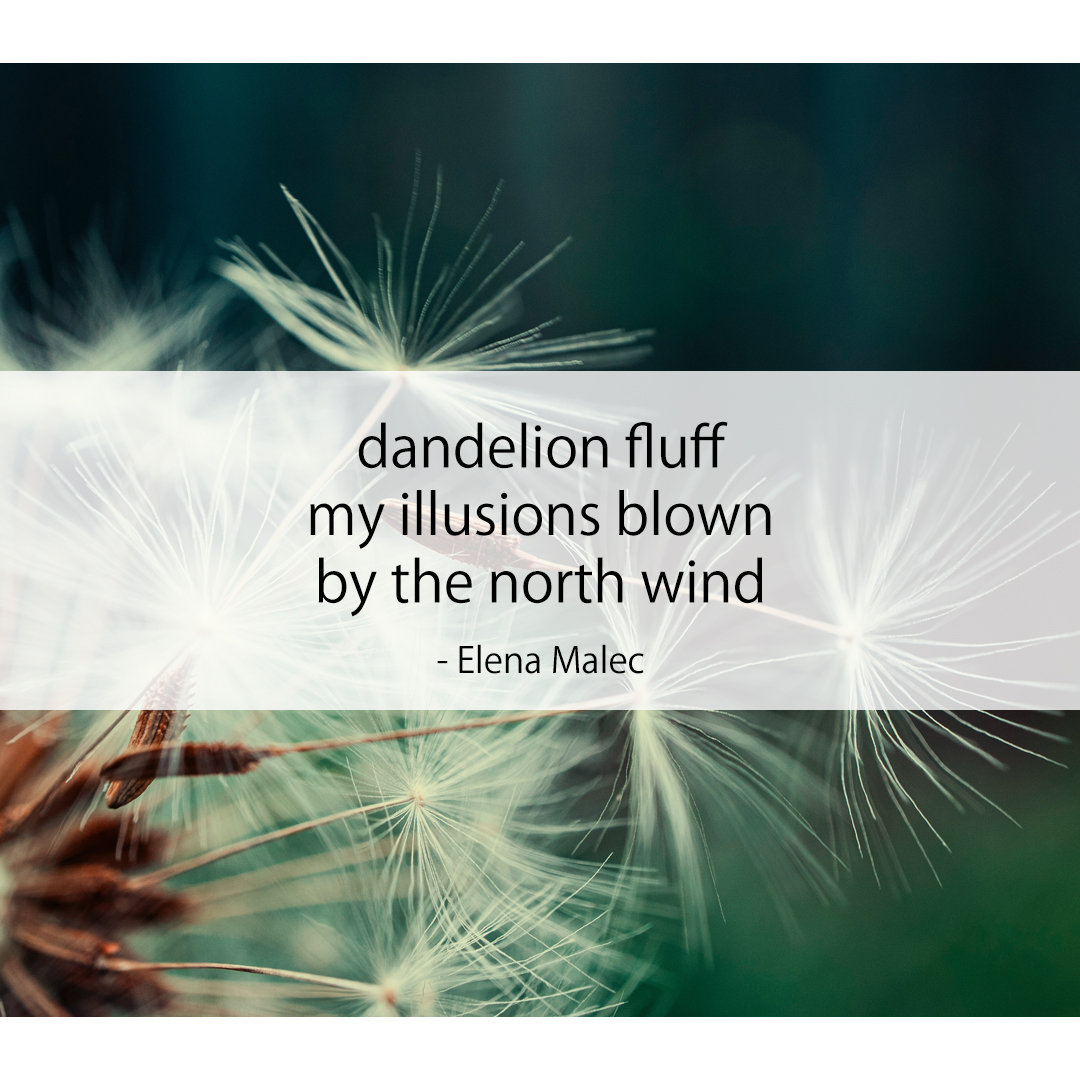 dandelion fluff / my illusions blown / by the north wind