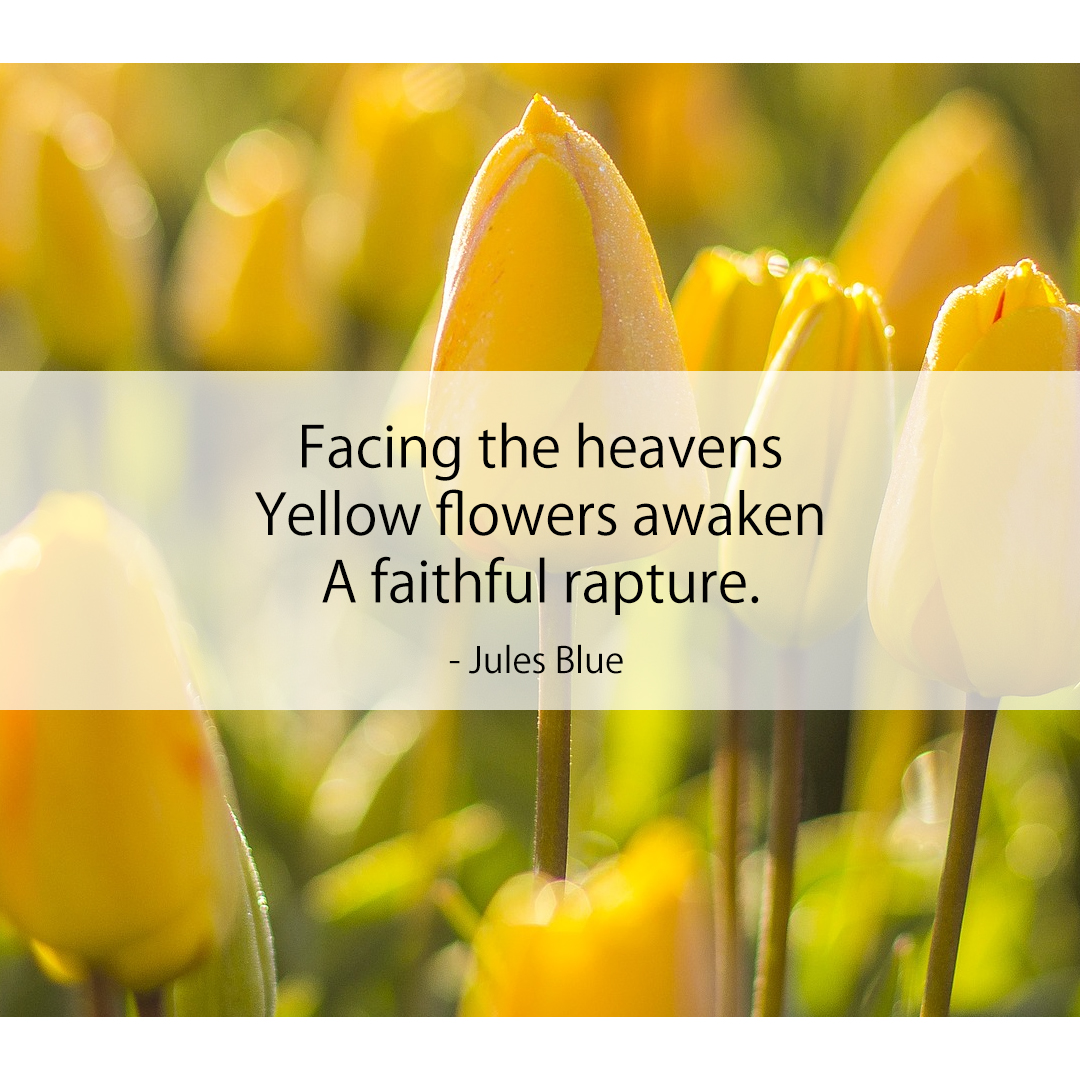 Facing the heavens / Yellow flowers awaken / A faithful rapture.