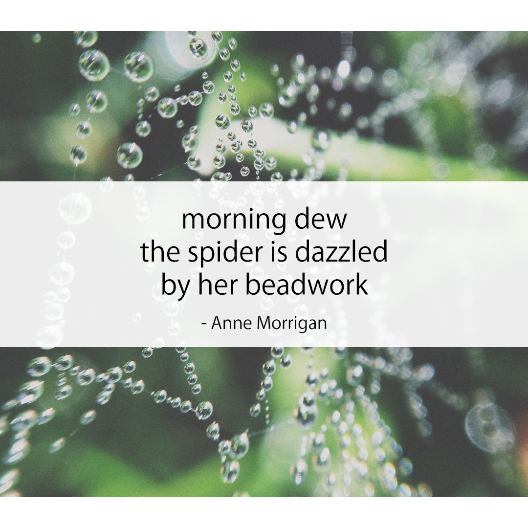 morning dew / the spider is dazzled / by her beadwork