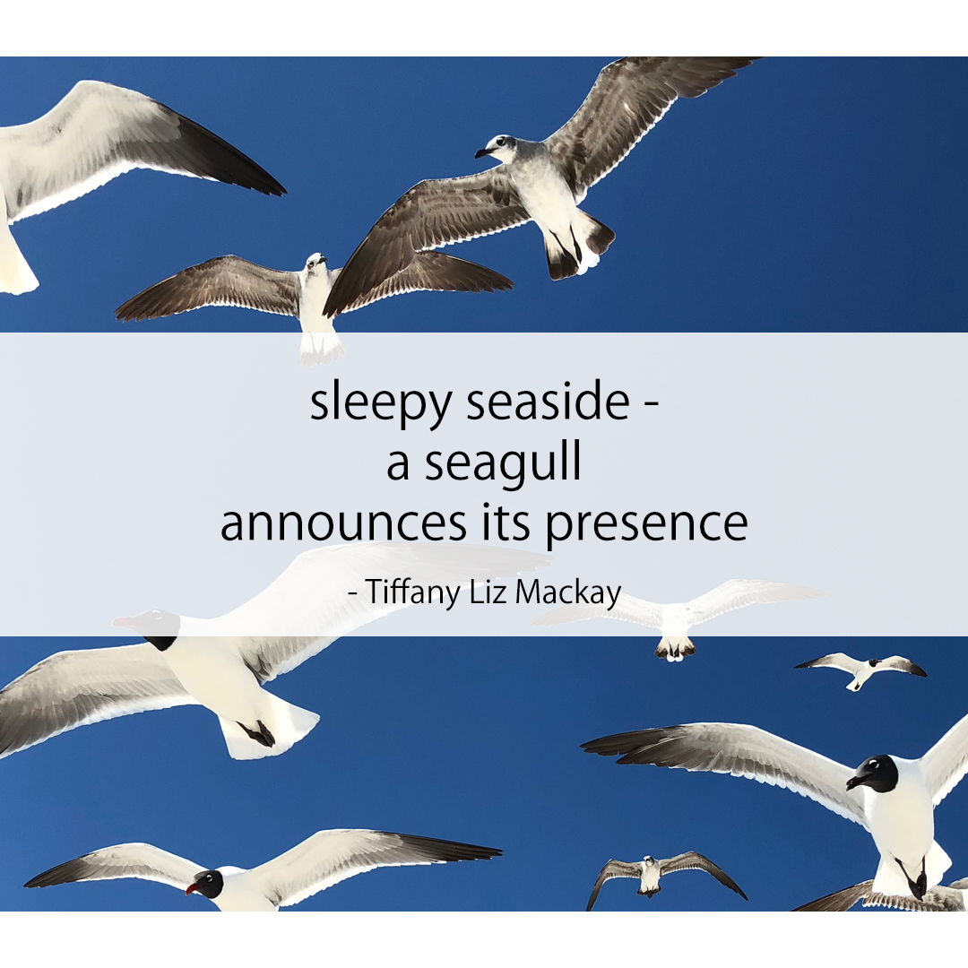 sleepy seaside - / a seagull / announces its presence