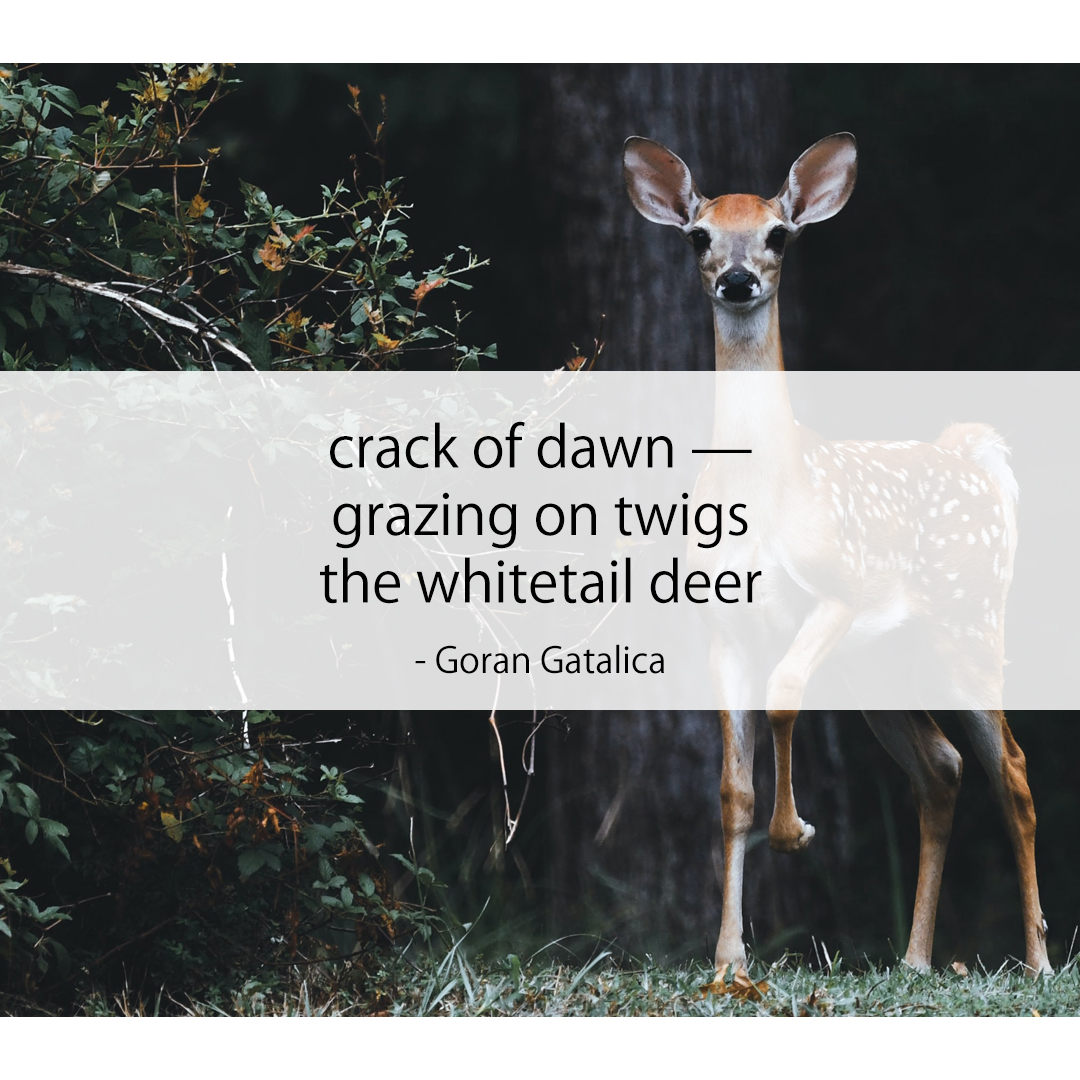 crack of dawn — / grazing on twigs / the whitetail deer