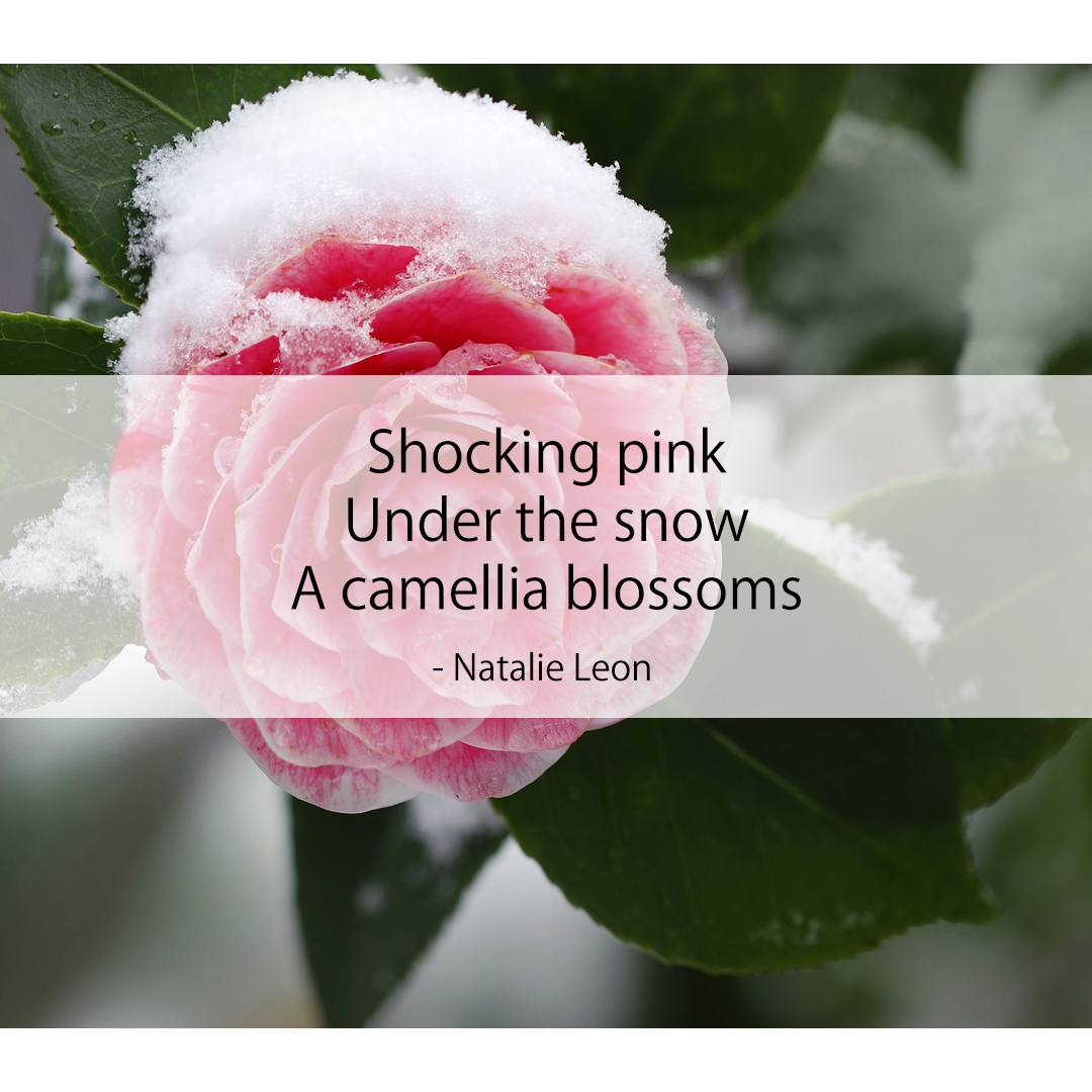 Shocking pink / Under the snow / A camellia blossoms