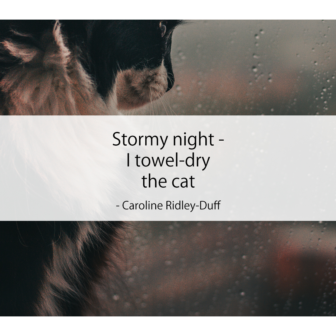 Stormy night - / I towel-dry / the cat