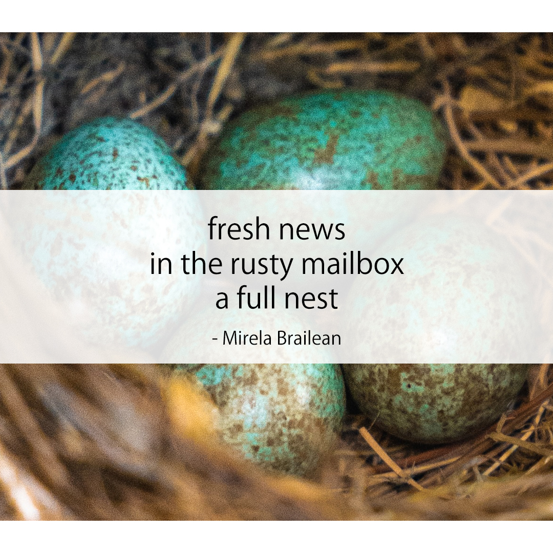 fresh news / in the rusty mailbox / a full nest