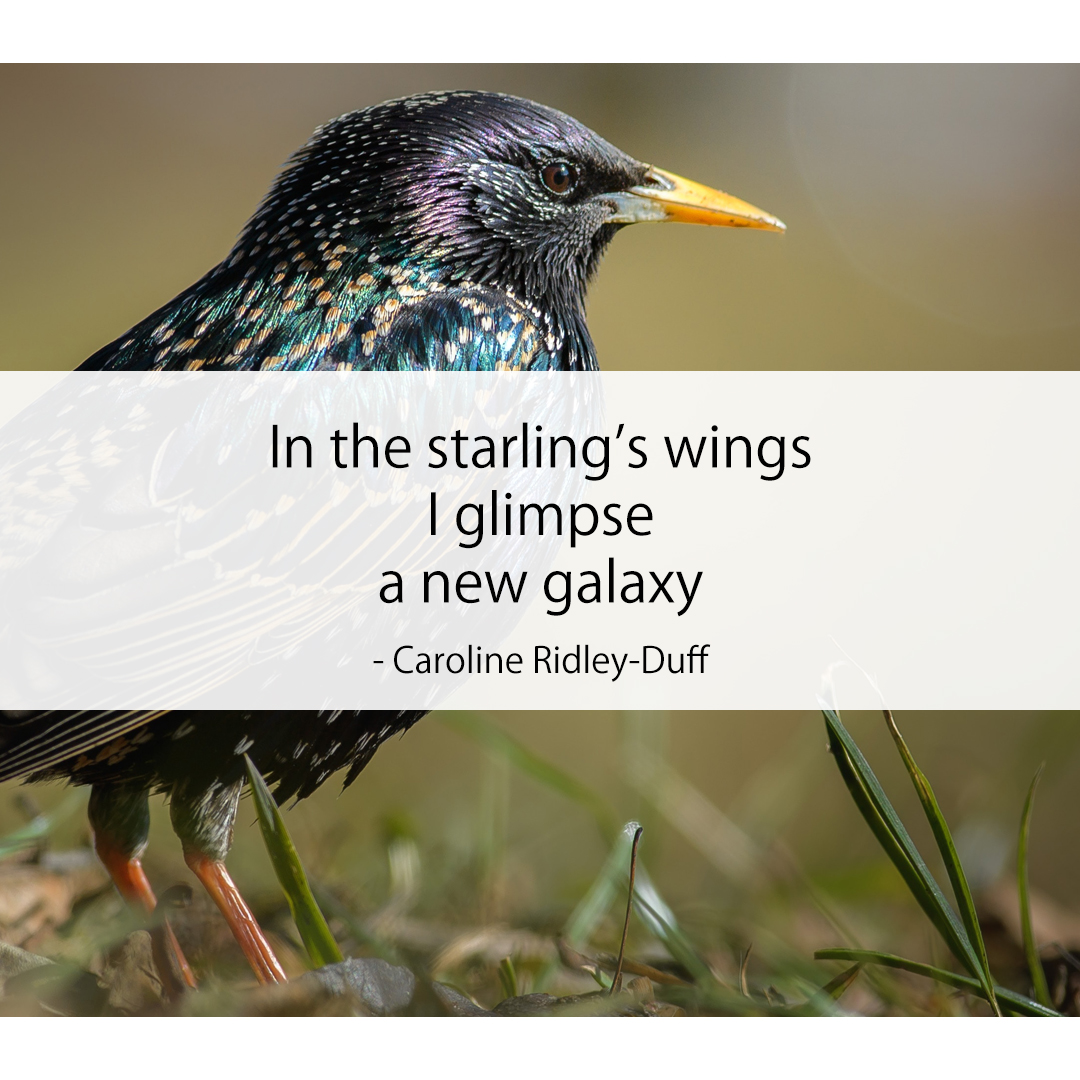 In the starling’s wings / I glimpse / a new galaxy