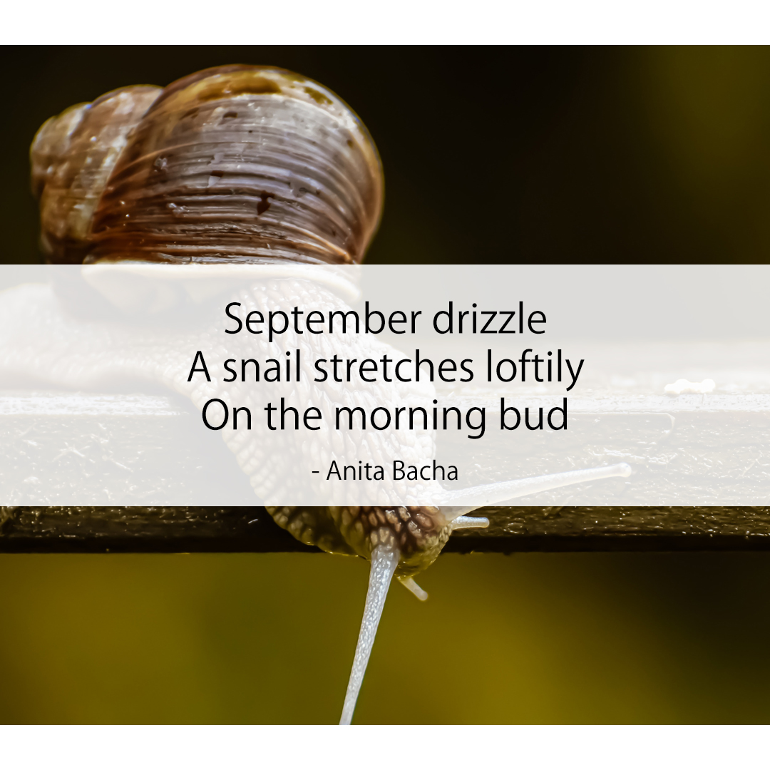 September drizzle / A snail stretches loftily / On the morning bud