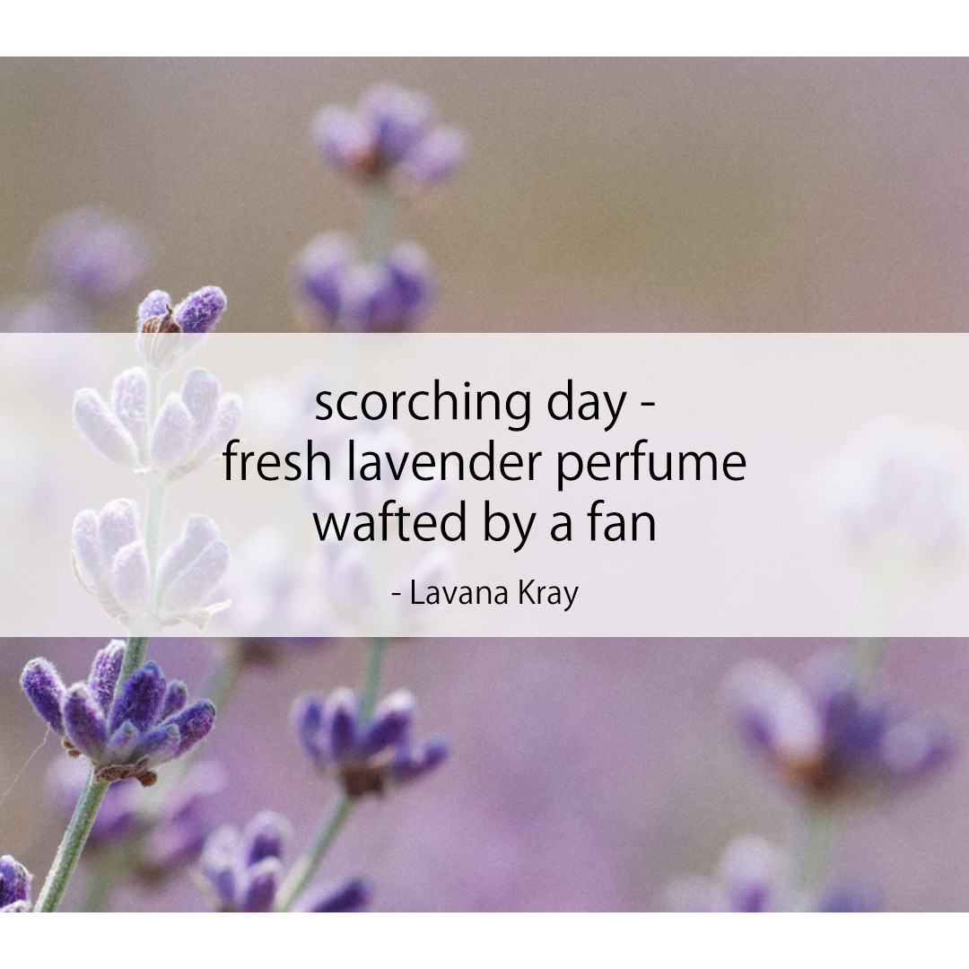 scorching day - / fresh lavender perfume / wafted by a fan
