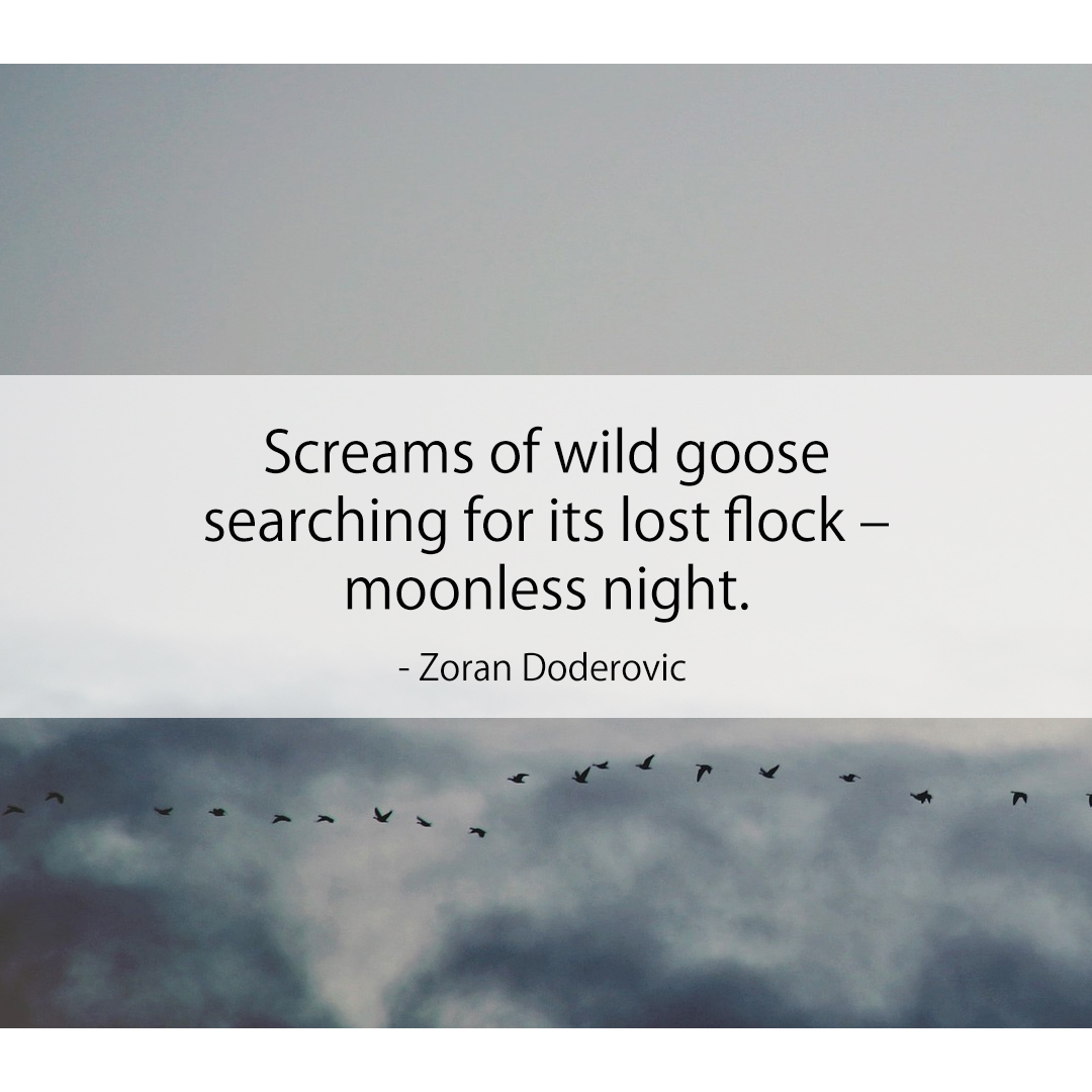 Screams of wild goose / searching for its lost flock – / moonless night.