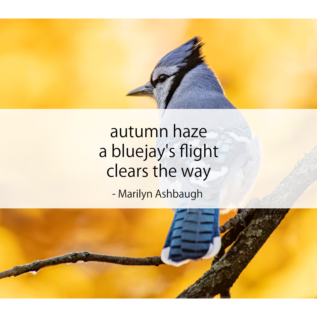 autumn haze / a bluejay's flight / clears the way