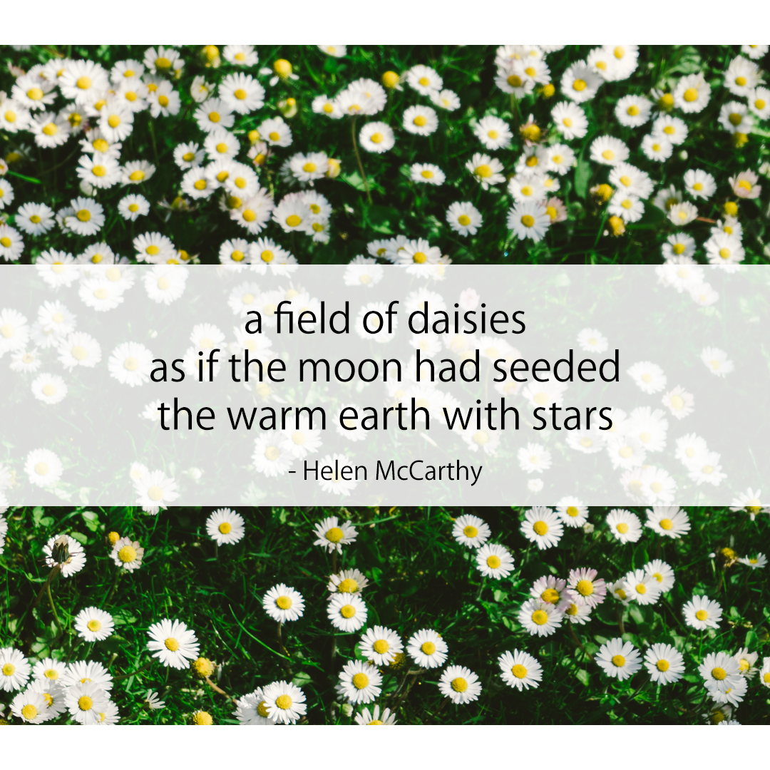 a field of daisies / as if the moon had seeded / the warm earth with stars
