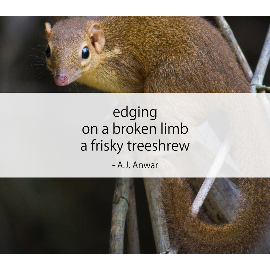 edging / on a broken limb / a frisky treeshrew