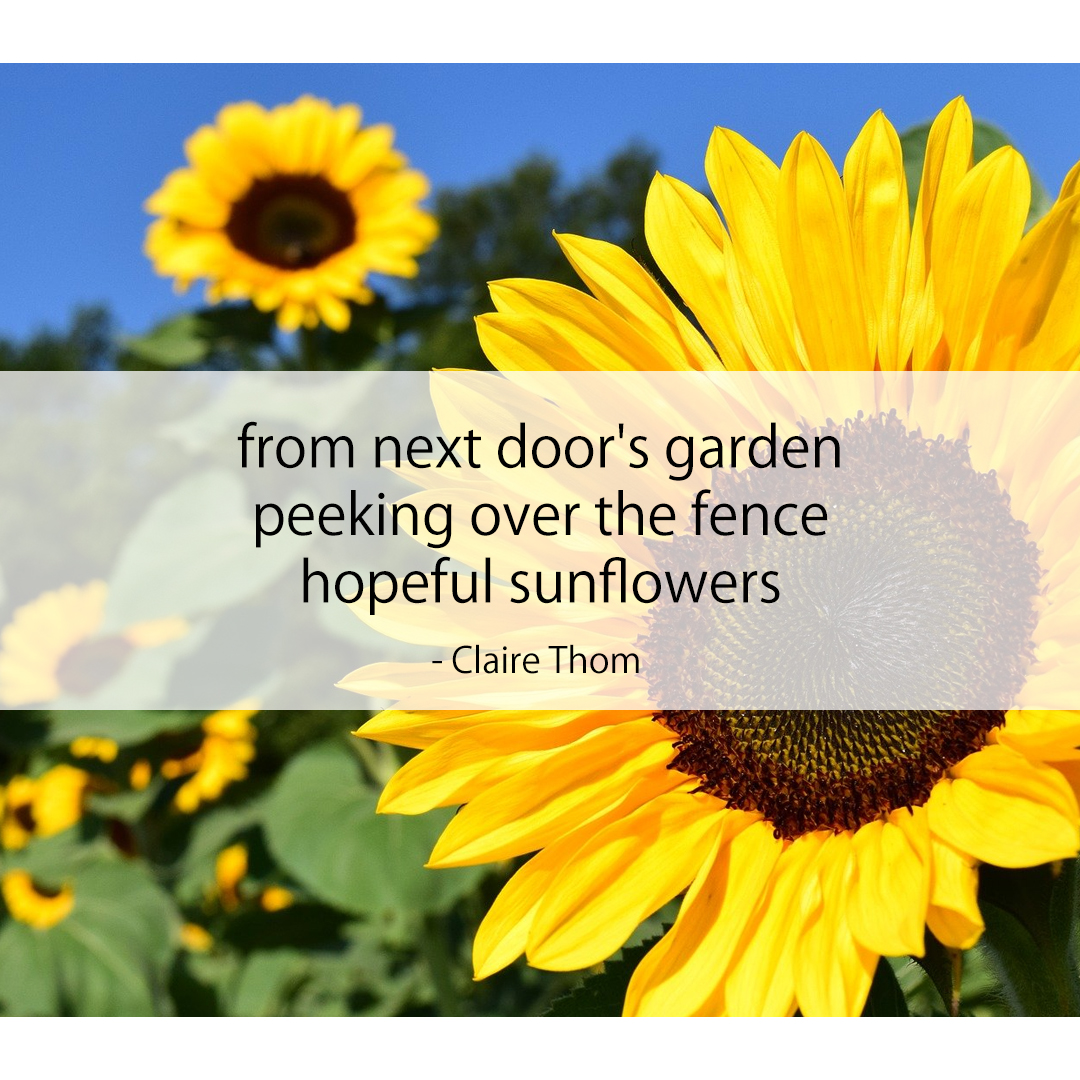 from next door's garden / peeking over the fence / hopeful sunflowers