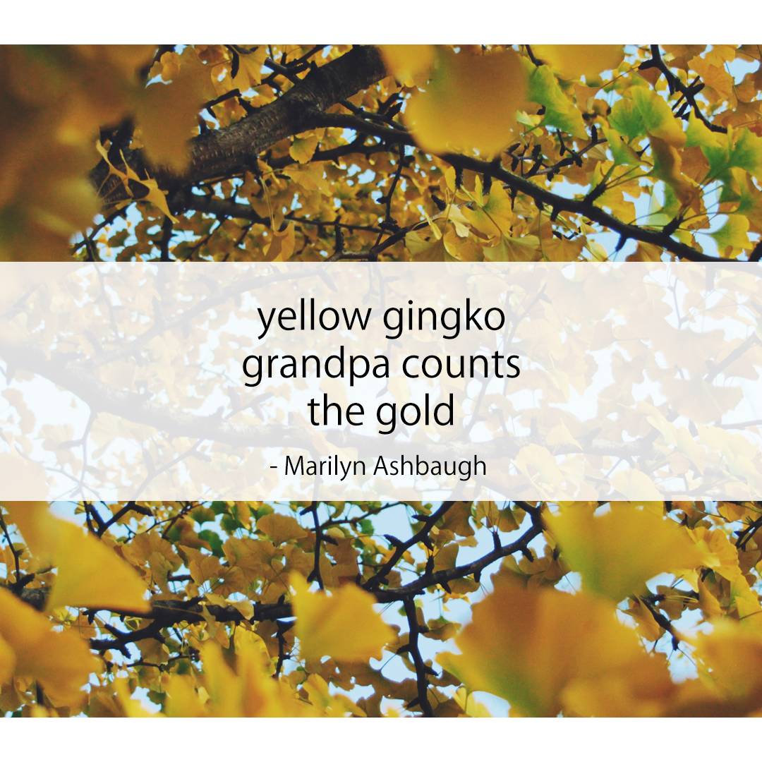 yellow gingko / grandpa counts / the gold